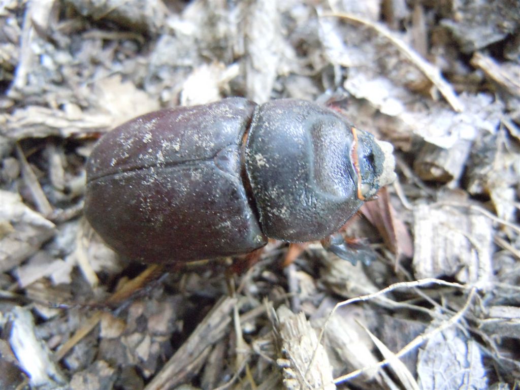 Oryctes nasicornis femmina morta